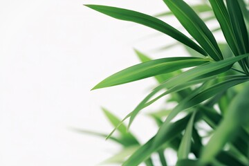 Obraz premium Green Leaves on White Background Fresh Foliage Close-up Natural Light