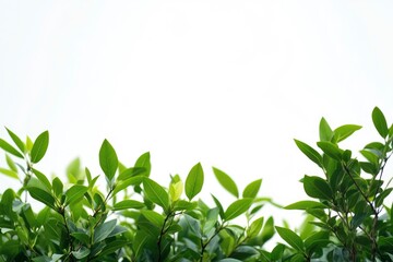 Fresh Green Leaves on Branches Against White Background Creating Natural Border