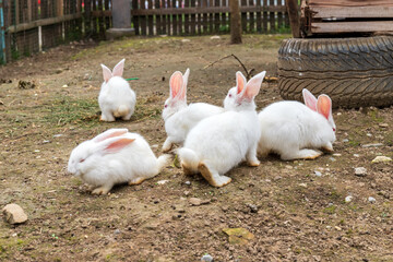 Cute mammal big-eared white rabbit in captivity