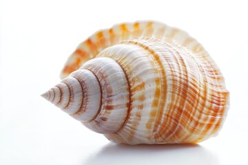 Obraz premium Isolated Seashell Close-up with Spiral Pattern and Elegant Design on White