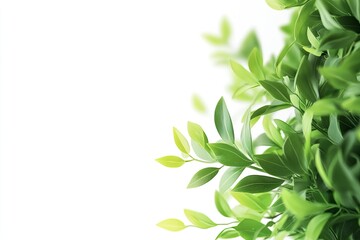 Obraz premium Green Leaves Frame on White Background for Natural Design Element