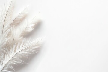 Obraz premium Elegant White Feathers on White Background for Minimalist Design Projects