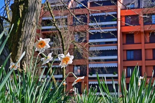 Primavera a Basiglio, narcisi, fiori, piante a Milano 3 - Lombardia