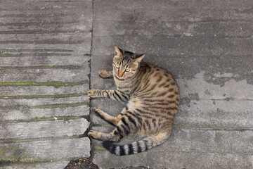 House pet cute tabby cat