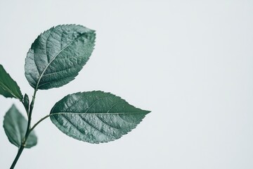 Close-up of Green Leaves on Stem Against White Background Studio Shot