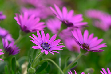 Obraz premium Vibrant blossoms of purple daisies bloom in a sunlit garden during springtime, creating a cheerful and inviting atmosphere