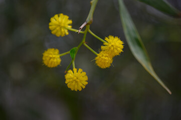 Bright yellow blossoms emerge from delicate branches in a tranquil garden during the early morning light