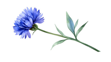 Obraz premium Detailed Watercolor Cornflower Botanical Illustration for Floral Design Projects