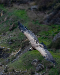 flight of the griffon vulture in the sickles of the duraton