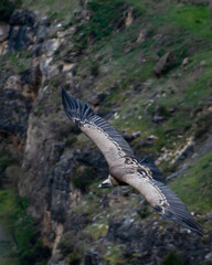 flight of the griffon vulture in the sickles of the duraton
