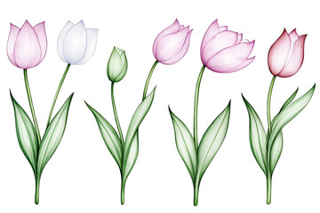 Watercolor Illustration Of Pink And White Tulips Blooming With Green Leaves And Stems Isolated On Transparent Background