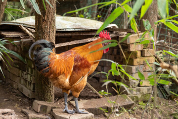 Free range rooster poultry animal raised on coarse grains