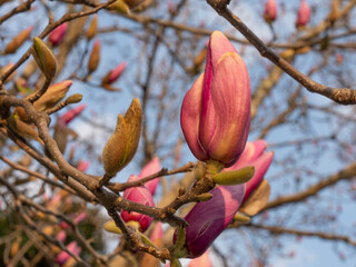 Fuchsia magnolia flowers