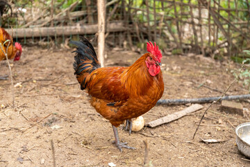 Free range rooster poultry animal raised on coarse grains