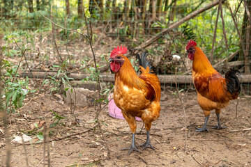 Free range rooster poultry animal raised on coarse grains