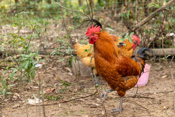 Free range rooster poultry animal raised on coarse grains