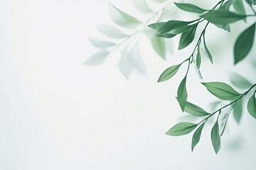 Green Leaves on Branch Against Soft White Background for Nature Design