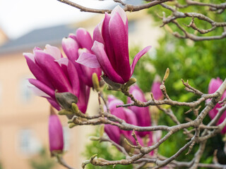 Fuchsia magnolia flowers © 佳灵 徐