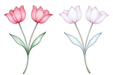 Watercolor Illustration Of Pink And White Tulip Flowers With Green Stems And Leaves Isolated On Transparent Background