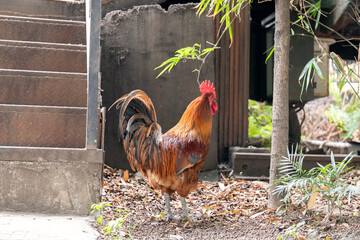 Free range rooster poultry animal raised on coarse grains