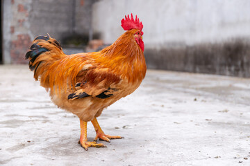 Free range rooster poultry animal raised on coarse grains