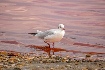 mouette sur le lac rose de la ville d'Aigues-Mortes