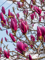 Fuchsia magnolia flowers