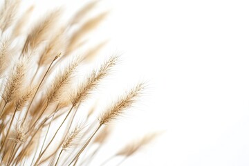 Close-up of Dried Grass Stalks on White Background for Minimalist Design