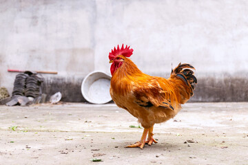 Free range rooster poultry animal raised on coarse grains