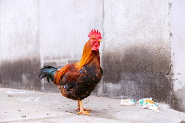 Free range rooster poultry animal raised on coarse grains