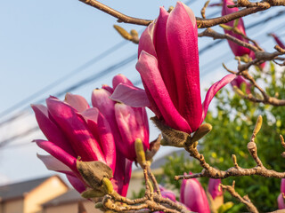 Fuchsia magnolia flowers
