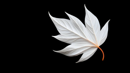 White Maple Leaf on Black Background