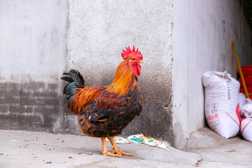 Free range rooster poultry animal raised on coarse grains