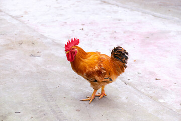 Free range rooster poultry animal raised on coarse grains