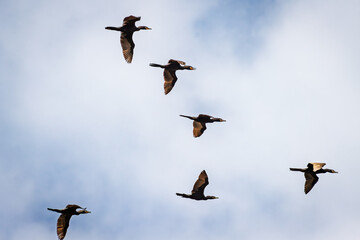 Neotropical cormorant (nannopterum brasilianus) group in flight formation during summer, Rio de Janeiro, RJ. Brazil.