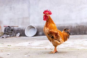 Free range rooster poultry animal raised on coarse grains