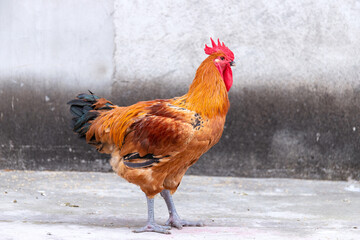 Free range rooster poultry animal raised on coarse grains