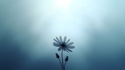 A shadowy, dark flower at the bottom of an ethereal gradient background in soft blue and white hues; natural, minimalistic, moody elegance with serene vibes.Laptop Wallpaper.