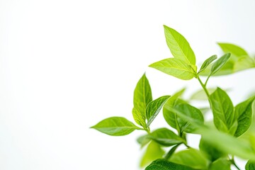 Green Leaves Growing on White Background Nature Freshness Concept