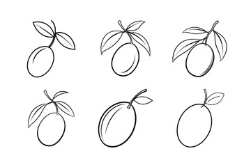 Olive – Olea europaea line art vector illustration