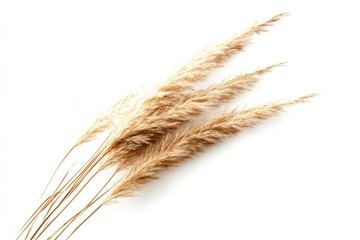Pampas Grass Arrangement on White Background for Natural Bohemian Decor