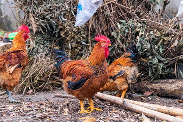 Free range rooster poultry animal raised on coarse grains