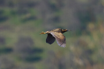Bittern (Botaurus Stellaris) flying low over the reedbeds of the Somerset Levels in Somerset, United Kingdom.
