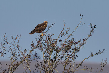 Marsh Harrier (Circus aeruginosus) perched on a tree in a reedbed in the Somerset Levels in the United Kingdom