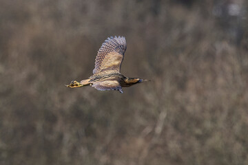 Bittern (Botaurus Stellaris) flying low over the reedbeds of the Somerset Levels in Somerset, United Kingdom.