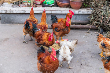 Free range rooster poultry animal raised on coarse grains