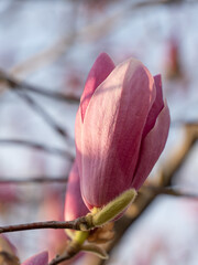Fuchsia magnolia flowers