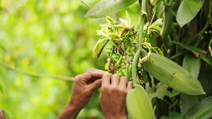Vanilla farmer hand pollinating flowers on plant in plantation, planifolia