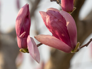 Fuchsia magnolia flowers
