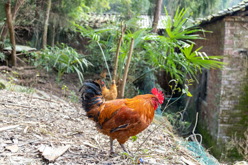 Free range rooster poultry animal raised on coarse grains
